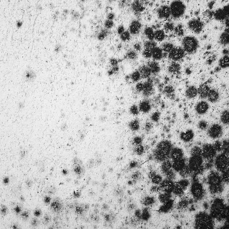 Can black mold cause seizures? What the research says