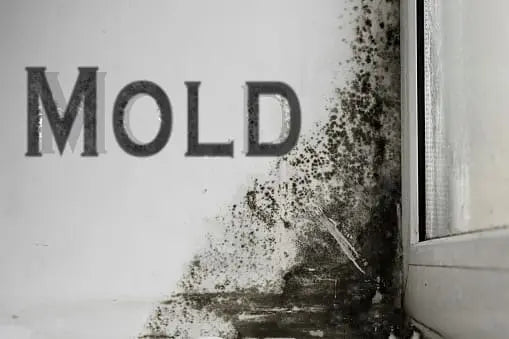 6 Ways to Prevent Mold Growth in Your Home