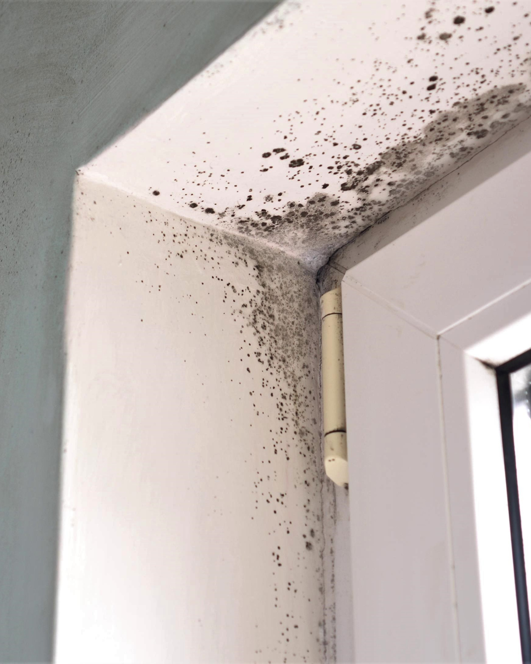 7 ways to stop mold growth in your home