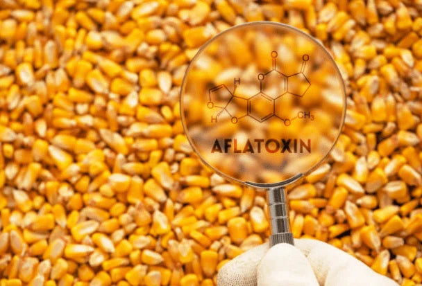 Are there dangerous mycotoxins in your food or coffee?
