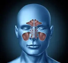 Can Mold Cause A Sinus Infection?