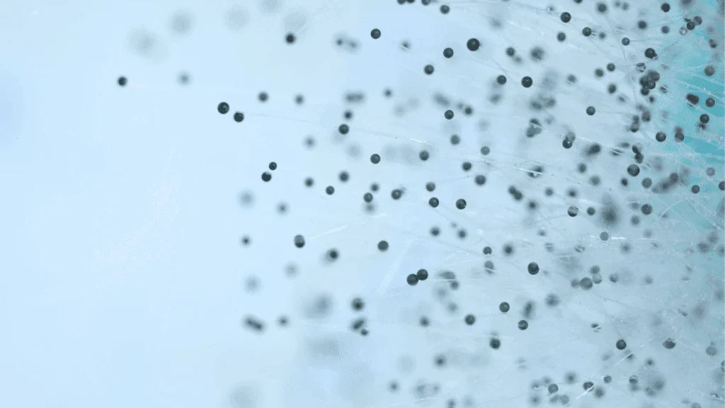 The Difference Between Mold Spores and Mycotoxins
