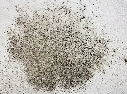 What Does Black Mold Smell Like?