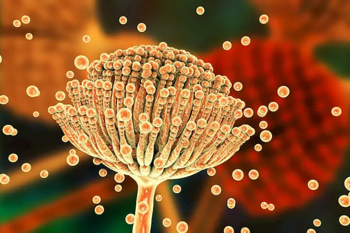 How Mycotoxins Affect the Gut