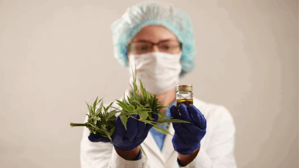 Legal Marijuana Containing Dangerous Mold Still Considered “Safe” by States