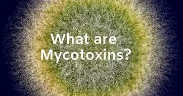マイコトキシンとは何か？