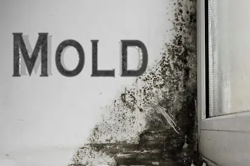 家庭でのカビの繁殖を防ぐ6つの方法