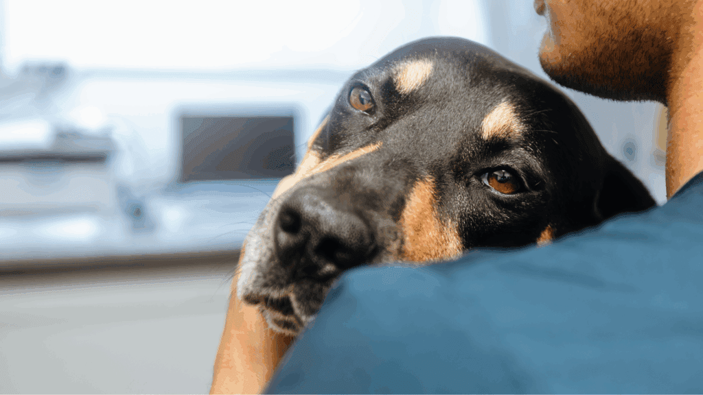 Sick dog being held by their owner.