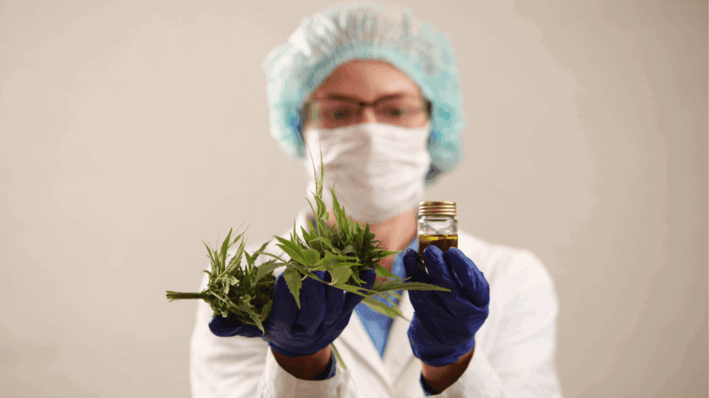 Examining legal Marijuana for dangerous mold.