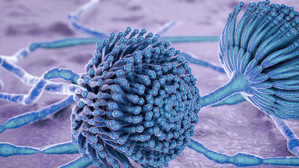 3D illustration of the black mold fungi, Aspergillus.