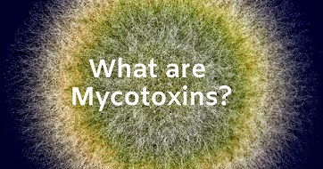 ¿Qué son las micotoxinas?