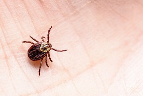 ¿Qué es la enfermedad de Lyme?