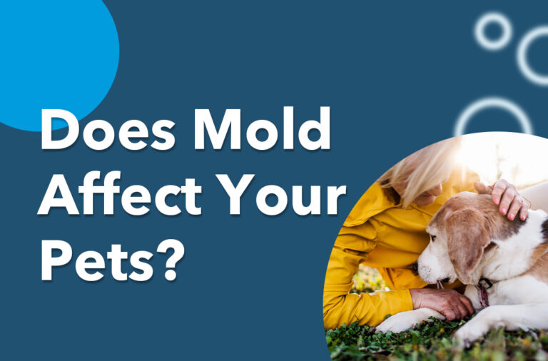 Does Mold Affect Your Pets?