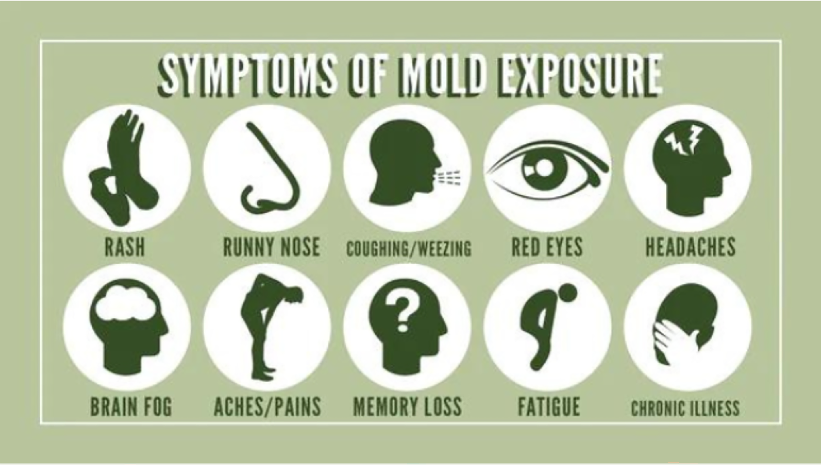 Mold Symptoms: What to Look Out For and How to Get Help