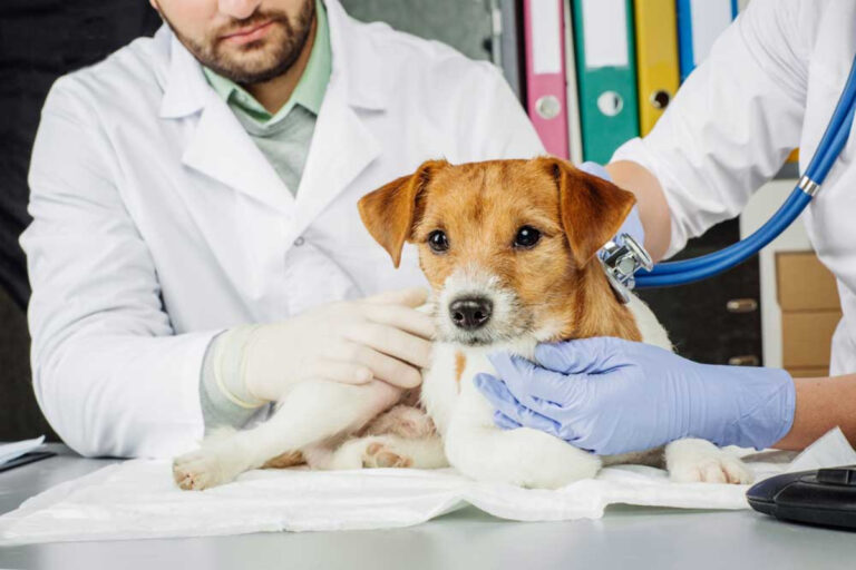 Is your indoor environment making your pet sick?