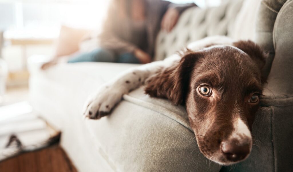 A chocolate lab looks forlorn while laying on a white couch