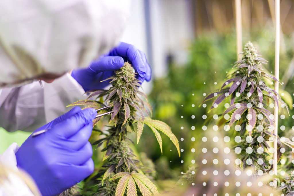 A scientist inspects a marijuana plant with a pair of tweezers while wearing protective equipment.